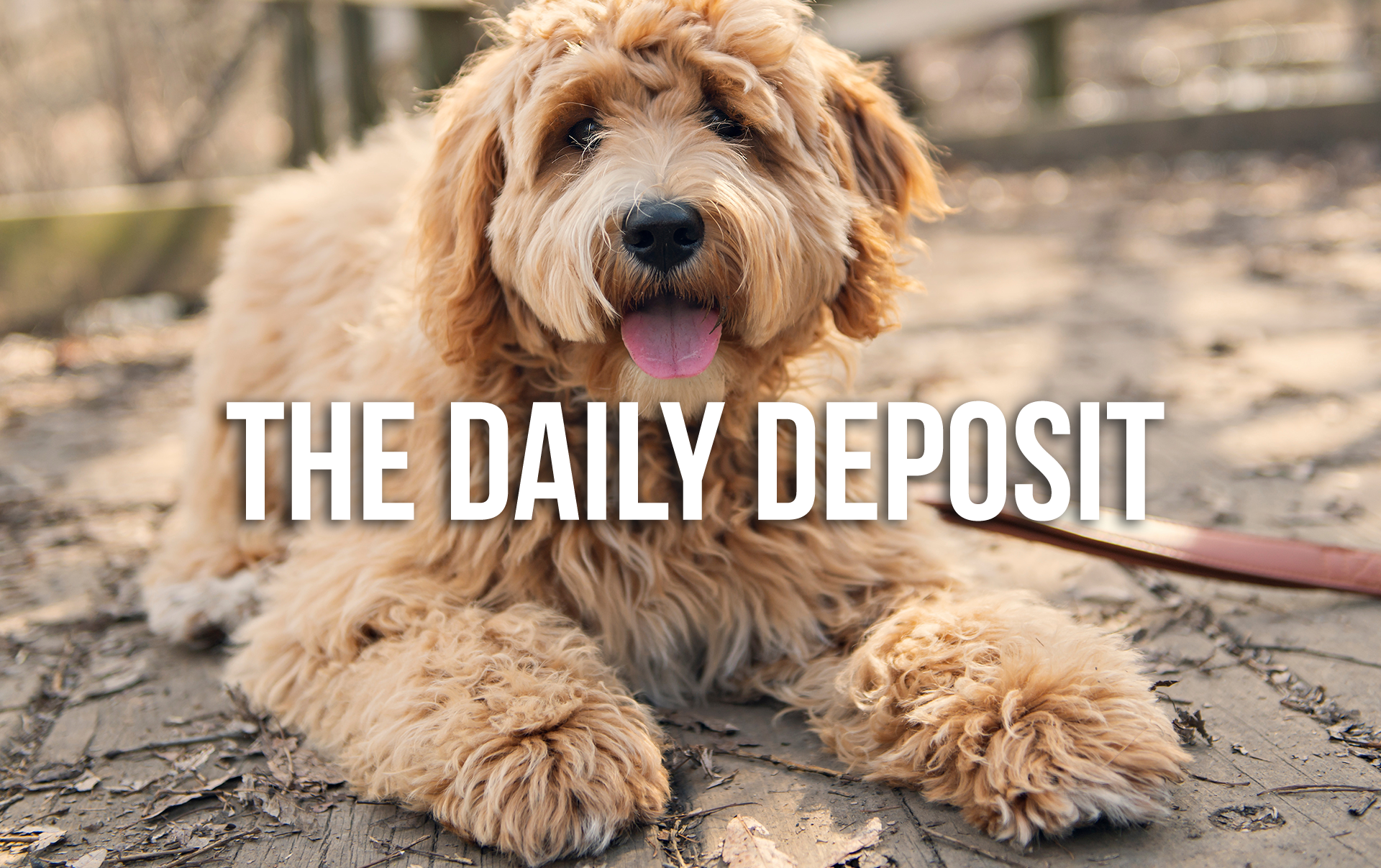 The Daily Deposit - Volume 5 The Daily Deposit - Volume 5